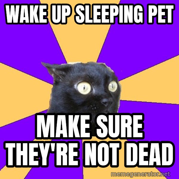 Anxiety Cat meme: wake up sleeping pet / make sure they're not dead