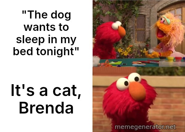 Elmo vs. Rocco meme: "The dog wants to sleep in my bed tonight" / It's a cat, Brenda