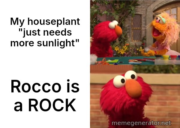 Elmo vs. Rocco meme: My houseplant "just needs more sunlight" / Rocco is a ROCK